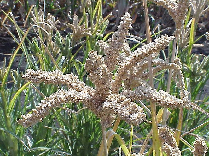 HSFindia's tweet photo. The Himalayan Social Foundation carried out to  supply the agriculture product Eleusine coracana मंडुवा , contant  09868284638 https://t.co/dMzCOCtZOz