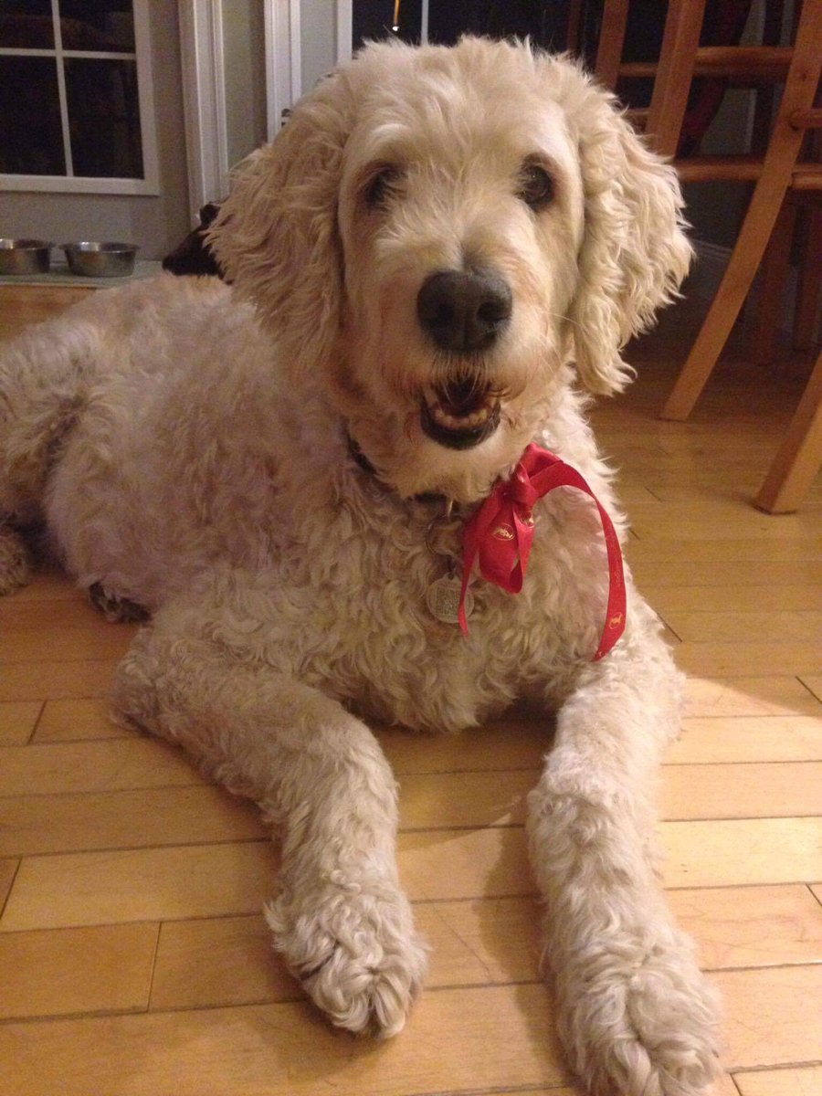 Join us, tomorrow at lunch, in the main gym for therapeutic dogs! Pet some friendly dogs, to help relieve stress for our upcoming exams🐶
