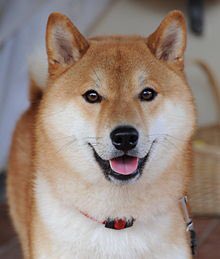 khpiercing's tweet image. #shibainu @REALBobbyRoode @ShinsukeN @WWENXT
