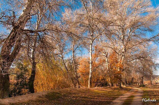 Un bello paisaje invernal del río Muerto en Cieza, desconocido para muchos.