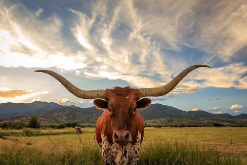 BrooksCompanies's tweet photo. #Land #Investments for #Ranch Living - Have you dreamed of owning your own property? Learn more about our #ranches: https://t.co/QSiuSFIUSN https://t.co/FdkakFFt8i