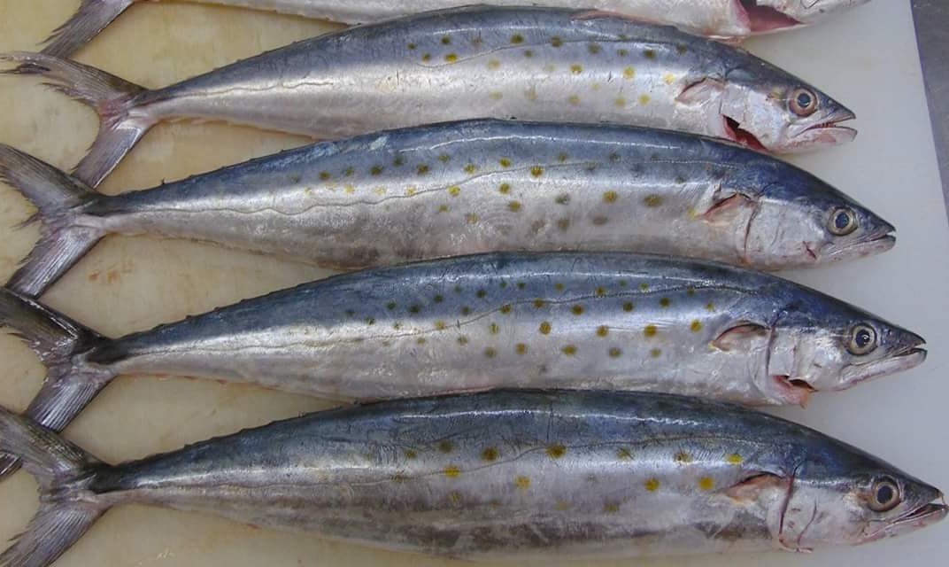 TheAlbionRooms's tweet photo. Some#fresh Spanish mackerel for a tasting of my #new #menu rumour is that starts February 2nd #613 #ottawa https://t.co/MfmGZgQ15V