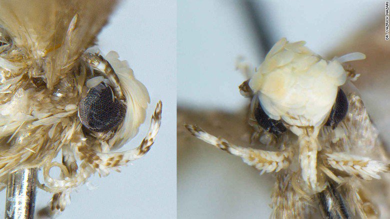 CNN's tweet photo. This newly discovered species of moth has been named after Donald Trump. Can you guess why? https://t.co/n3F7gTugZZ https://t.co/kIIIDfmJCK