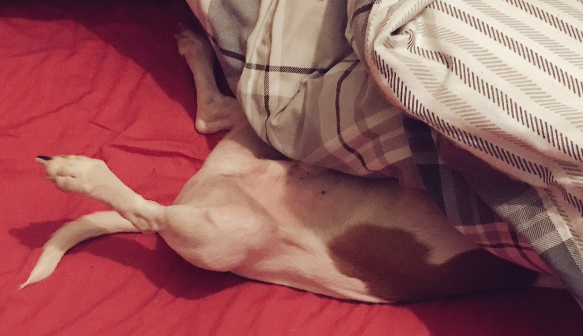 leighaa92's tweet photo. #NewYearNewVIP @PetsatHome it's a dogs life! 🐶💙 https://t.co/MoQVsjExkx