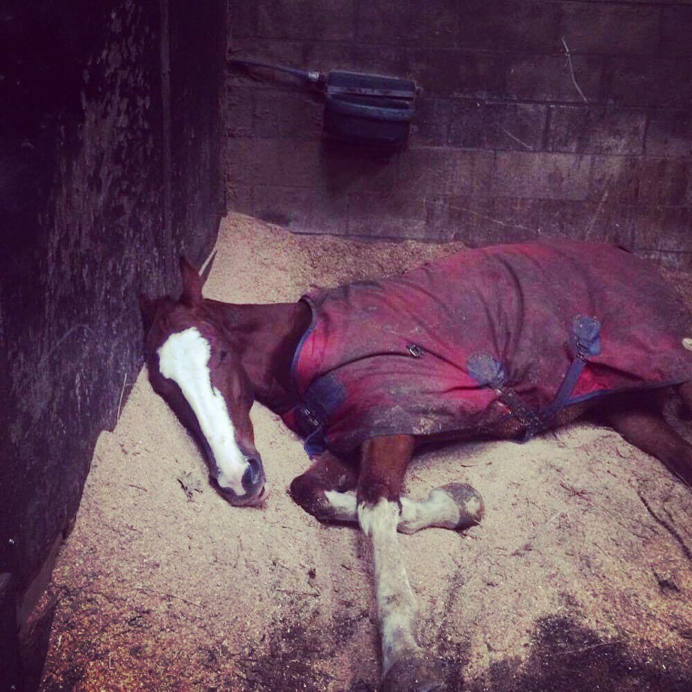 IrishAgent's tweet photo. Work hard play hard #Alberto #penhillscandyboy #bestfiveyearold #poshtrot #byeh https://t.co/gDXj0BBiDs