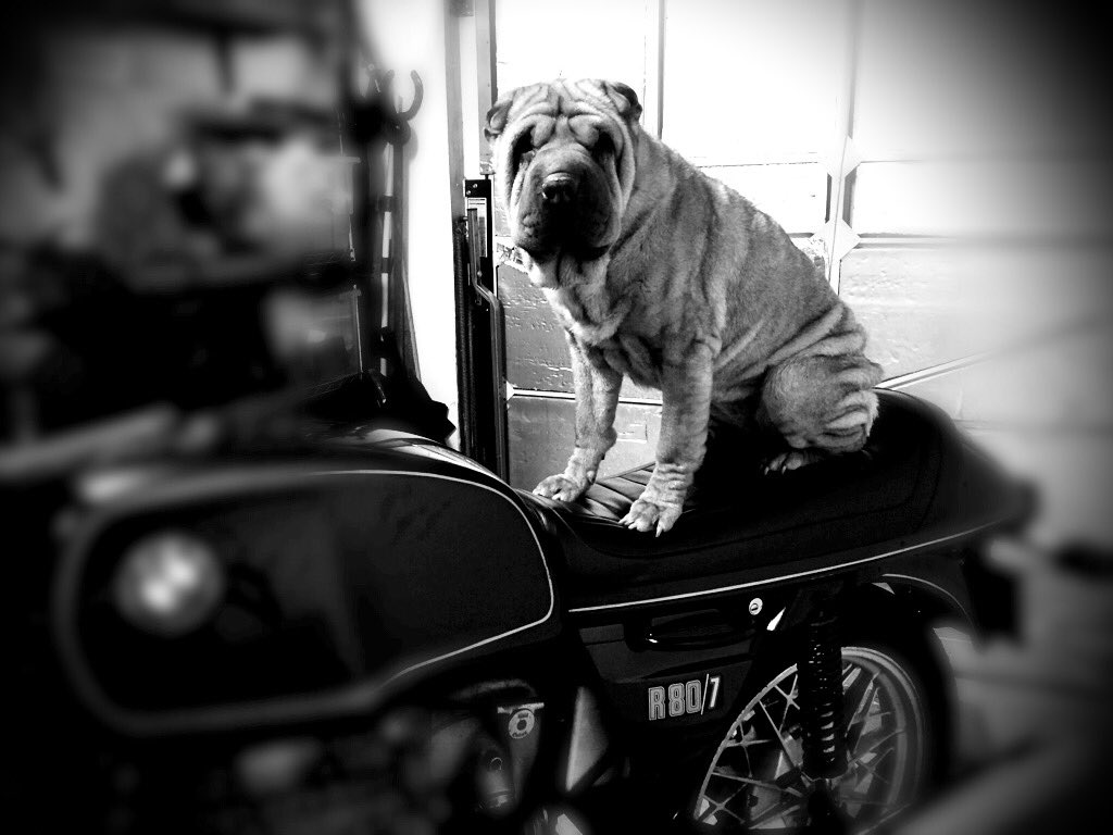 SCOTT BIDDLE tweet media