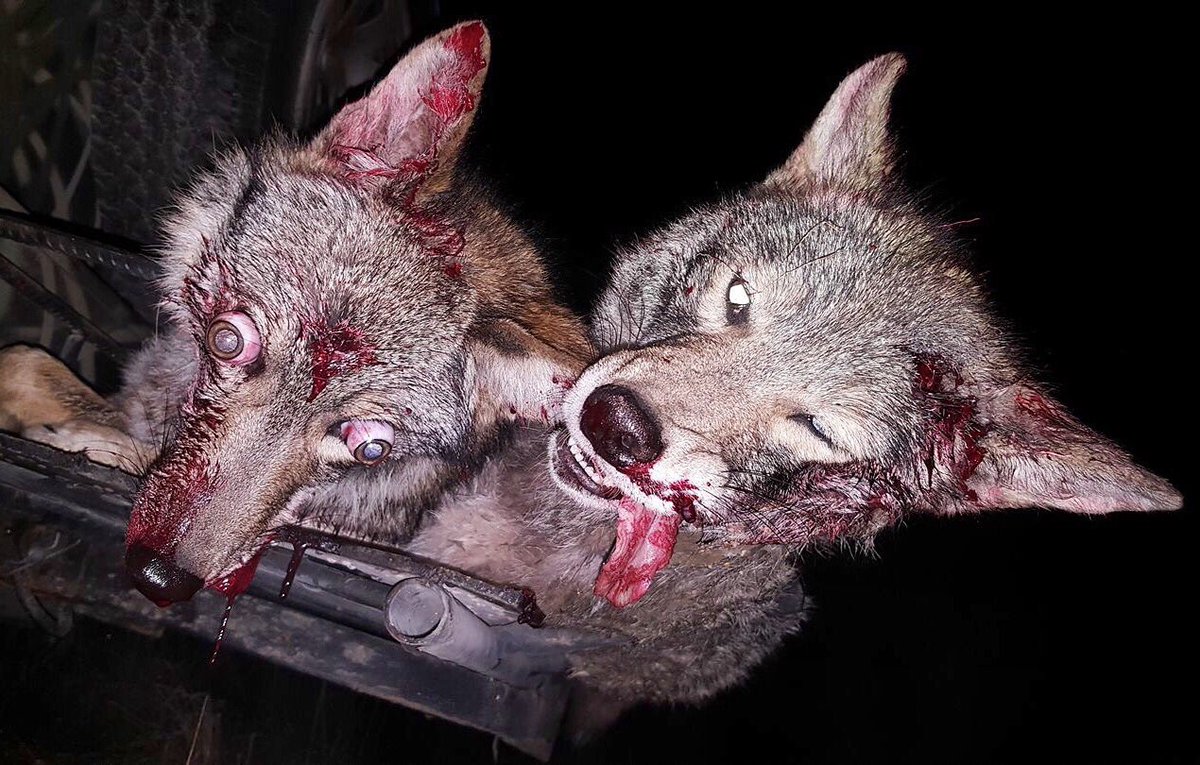 liveituppinc's tweet photo. #mindblown #predatorhunting #coyotehunting #foxpro #gemtech #androcorp #irdefense #trijicon #hunting https://t.co/zzvxMd89vE