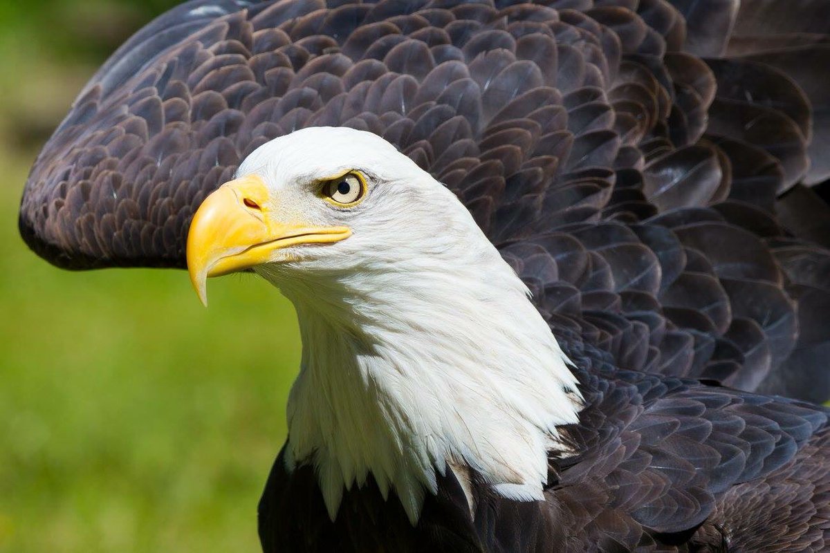 U.S. Fish and Wildlife Service tweet media