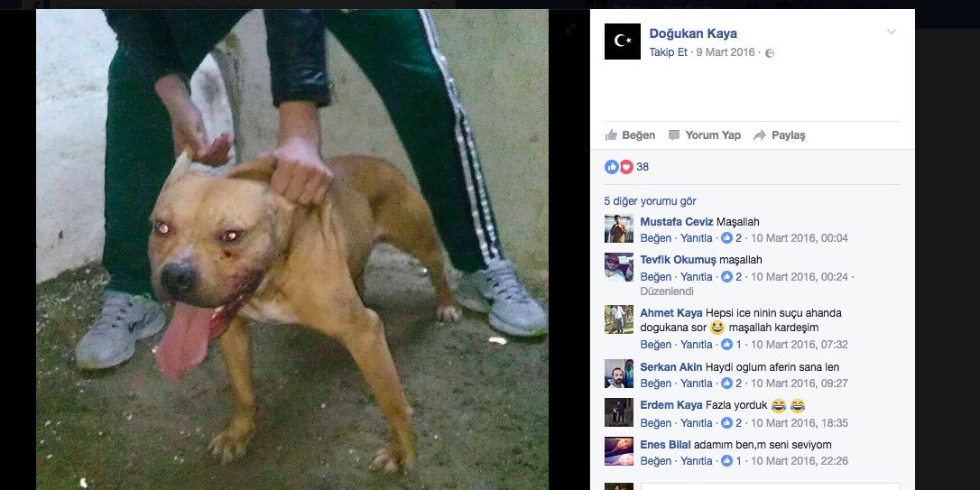 yagmur_sis's tweet photo. BÜYÜKÇEKMECE'NİN KÖPEK KATİLLERİ!!! LÜTFEN YAYALIM CEZALANMALILAR @olcaymeral @YoncaEvcimik @Reyhan_Karaca @zulall_ @okanoflaz https://t.co/tyI4aIYesE