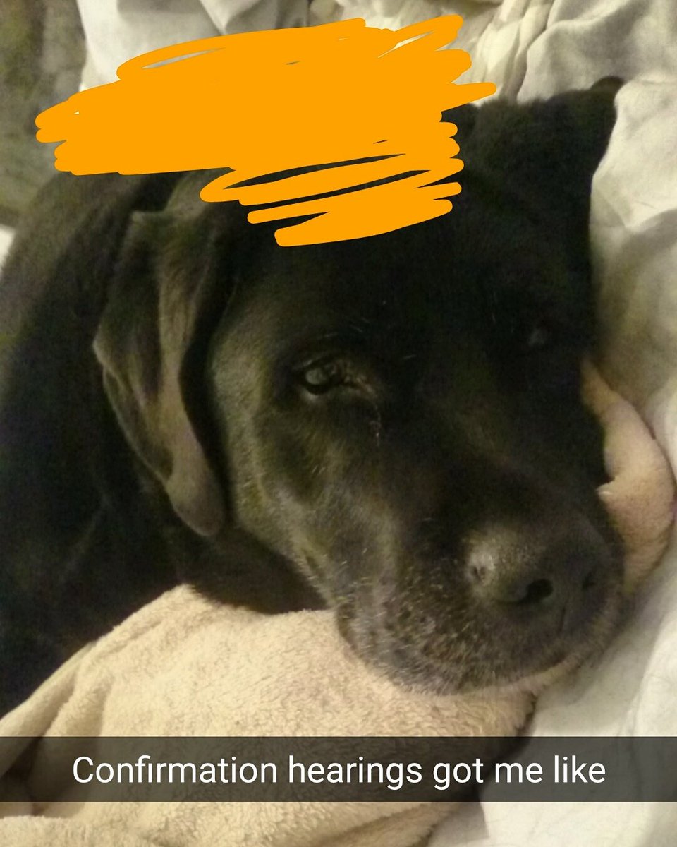 RealDogTrumps's tweet photo. Confirmation hearings got me like https://t.co/kpWbaiTKd2