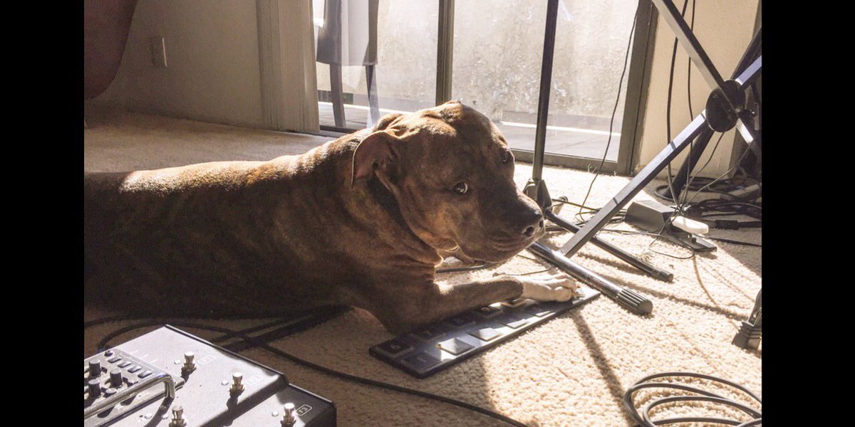 AutomatikEden's tweet photo. #Odin is ready for his cue. Really, don't try to step on the pedal, he's got it #rehearsal #pitbullsoftwitter #softstep #studiodog #madland https://t.co/qnnpNZuoJQ