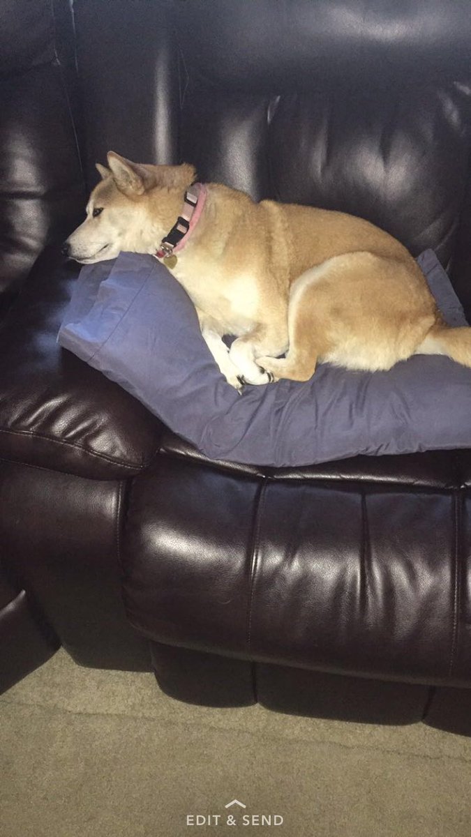 MiceBoyPrice's tweet photo. Sorry Lennie but I still wouldn't have let you pet my girl Lola https://t.co/vaiYgHUaql
