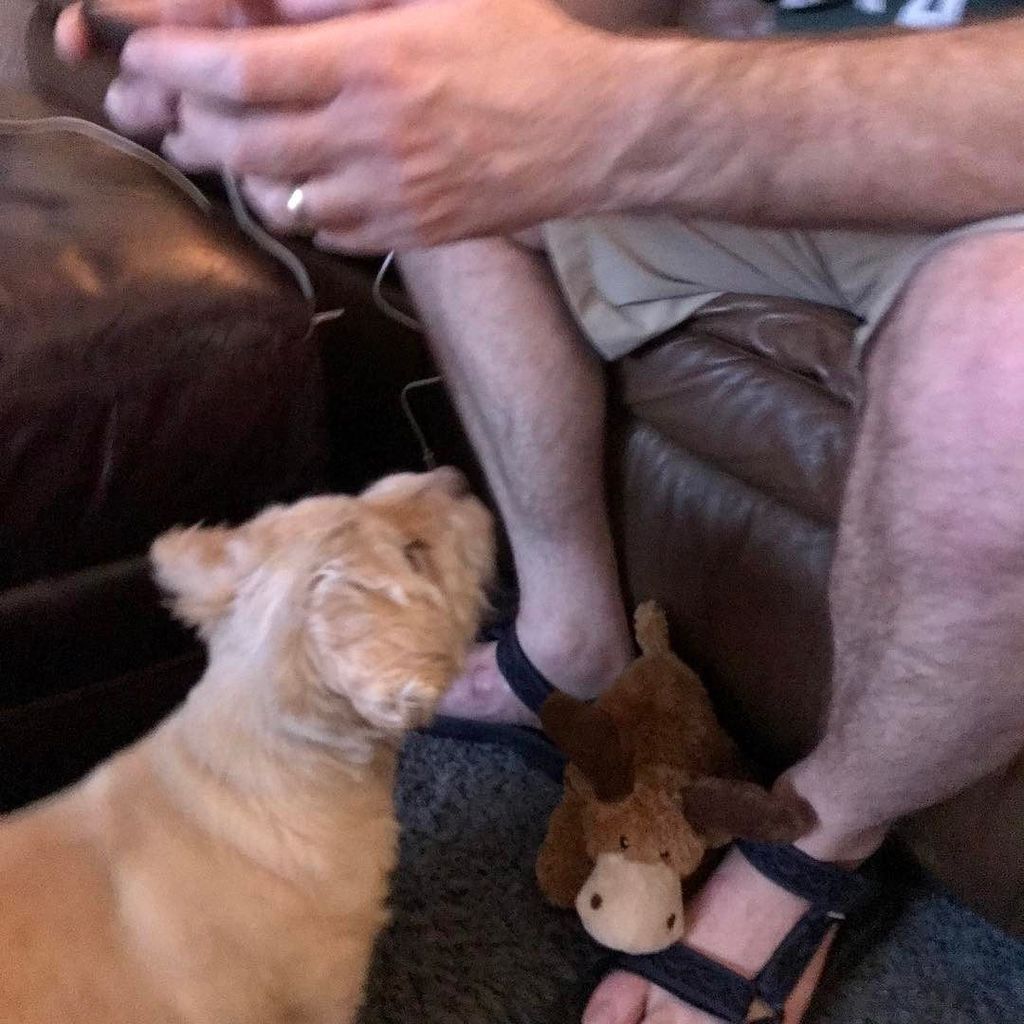 abbybecker's tweet photo. Papa! Not drone time, moose time! #DroneLife #DogsLife #BothAreAwesome 🚁😘🐶 https://t.co/4SG1bzIS97 https://t.co/F6CFGdnDJf