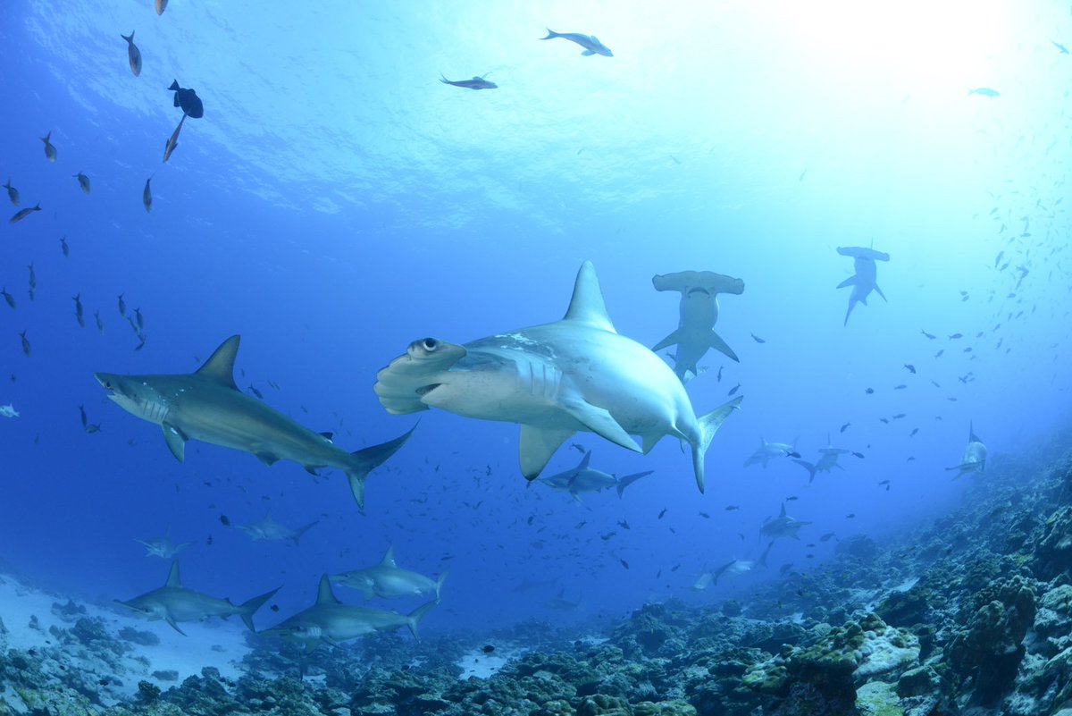 cocosislanddiving tweet media