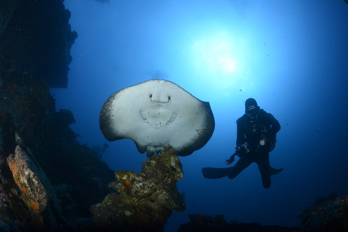 cocosislanddiving tweet media