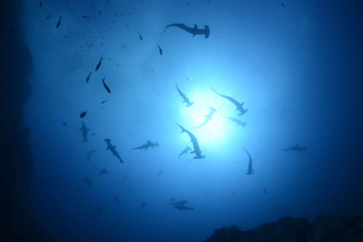 cocosislanddiving tweet media