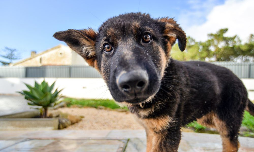 ArKfund's tweet photo. Checkout this complete guide on how to raise a puppy the right way: https://t.co/uxDHzhypKj #puppies #dogs #pets https://t.co/NOpnIwYyUe
