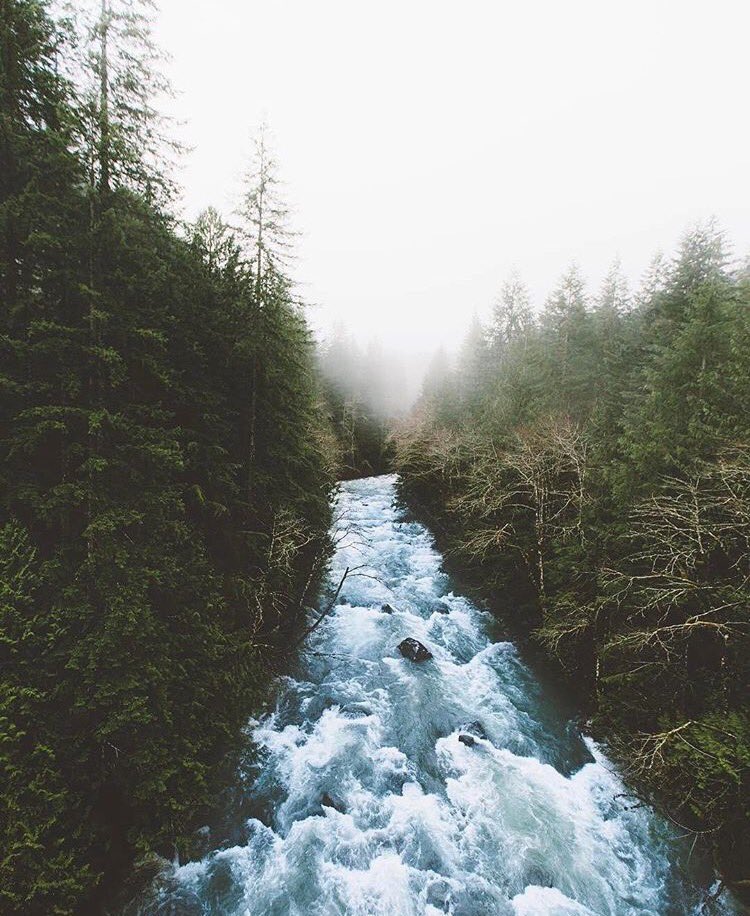 getlostinforest's tweet photo. Rivers are a mysterious creation.💧 https://t.co/oQMqRlq4JF