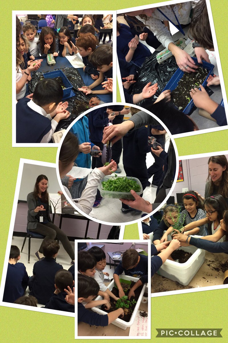phizhead's tweet photo. @SJA_YCDSB @FitKidsAurora thanks #PHFN Kate for the seedlings workshop #vegetables #HealthyFoods #planting https://t.co/X2dnc9rtDS