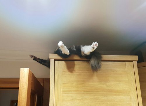 猫画像 狭い所が好きなのは分かるが この寝相でここで寝るか という珍しい猫をご覧ください Togetter 猫画像 狭い所が好きなのは分かるが この寝相でここで寝るか という珍しい猫をご覧ください Togetter