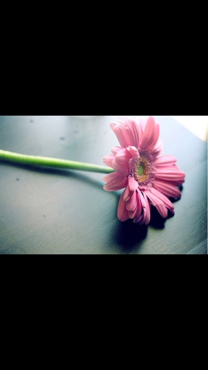 الجَمال : ليس فقط شيئاً نراه ..! 
بل هو شيء نكتشفه ، روح جميلة ، وفكر جميل ، أخلاق جميلة ، وأدب جميل.