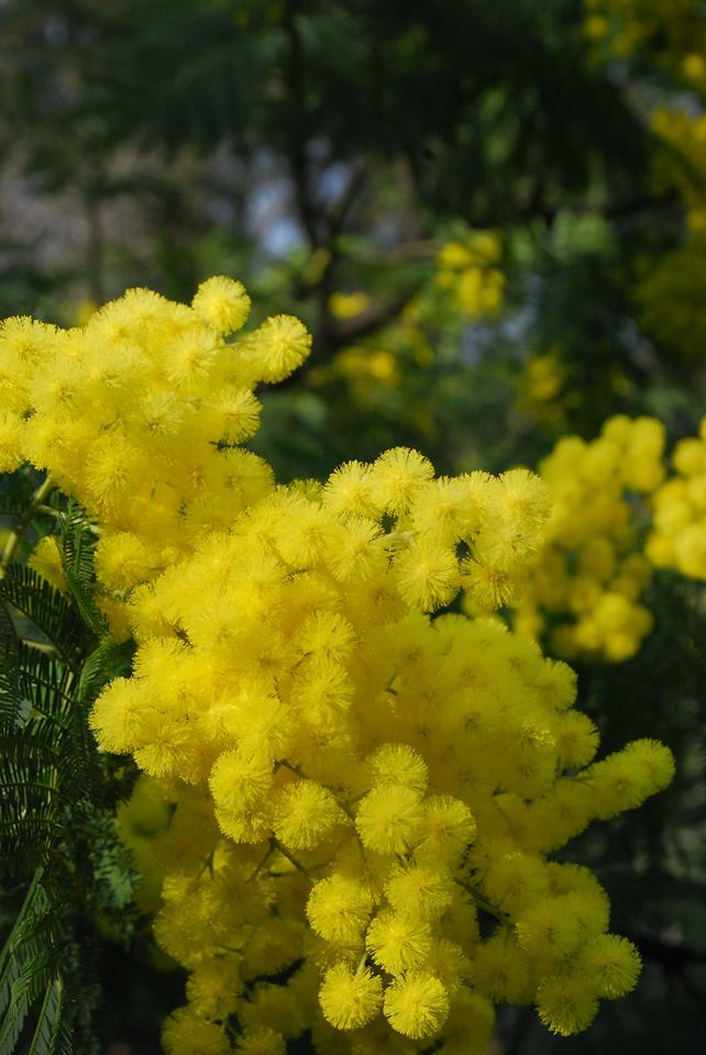 تويتر ボルムレミモザ観光局 公式 على تويتر 南仏ミモザ速報 ミモザの花をズーム撮影 １月１５日のミモザ です お花はふわふわして ぼんぼりのよう 世界には１２００種類ものミモザが存在するそうです 村のミモザ専門店cavatoreでは１８０種類以上のミモザ