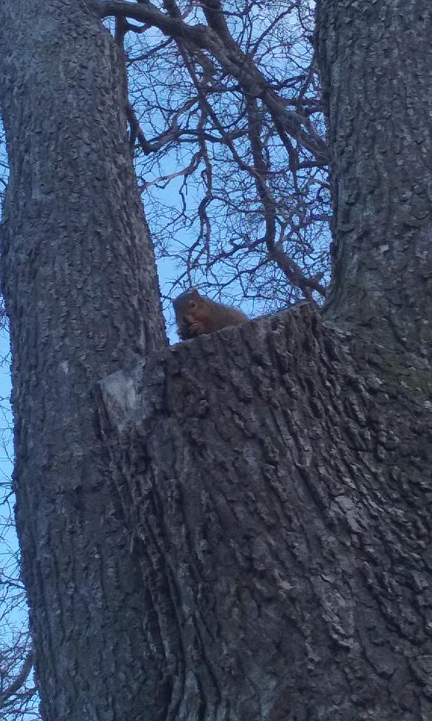 || LOOKIT THIS SQUIRREL.

We actually got really close to it.

He's chubby