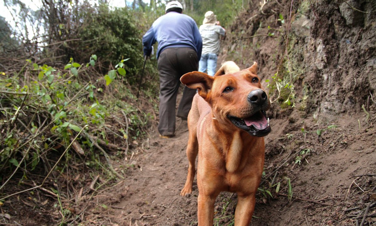 ErrorGuayasamin's tweet photo. Nuestro querido #Spayc. El perro del barrio #Bolaños fue envenenado y golpeado hasta matarlo. Estamos muy apenados. https://t.co/xRk80jc238