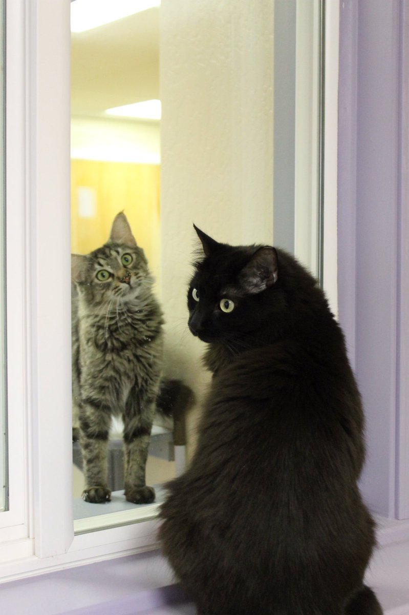 FearlessKitty12's tweet photo. Lorraine and Bora love playing and chatting with each other through the window. #BeFearless #lovecat #friendship #viewthroughthewindow https://t.co/6eFQsQS1Dk