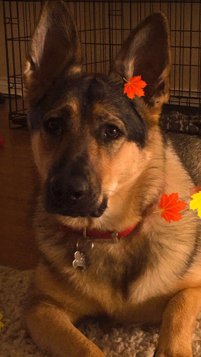 realKolePhilip's tweet photo. #ShepherdsAgainstADogsPurpose #NotADogsPurpose #GermanShepherd @a_dogs_purpose @CBBFrenchy @HallstromLasse https://t.co/i8WDIqp4Mo