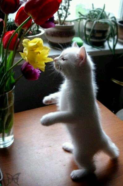 DBbOk's tweet photo. @Pandafur @Jesthedino @TweetingTowel @3110Bui @yellowhats4cats good evening beautiful @badcatty @CaneCorsoMolly @SuperKitty4Pres https://t.co/OxUiMLAKok