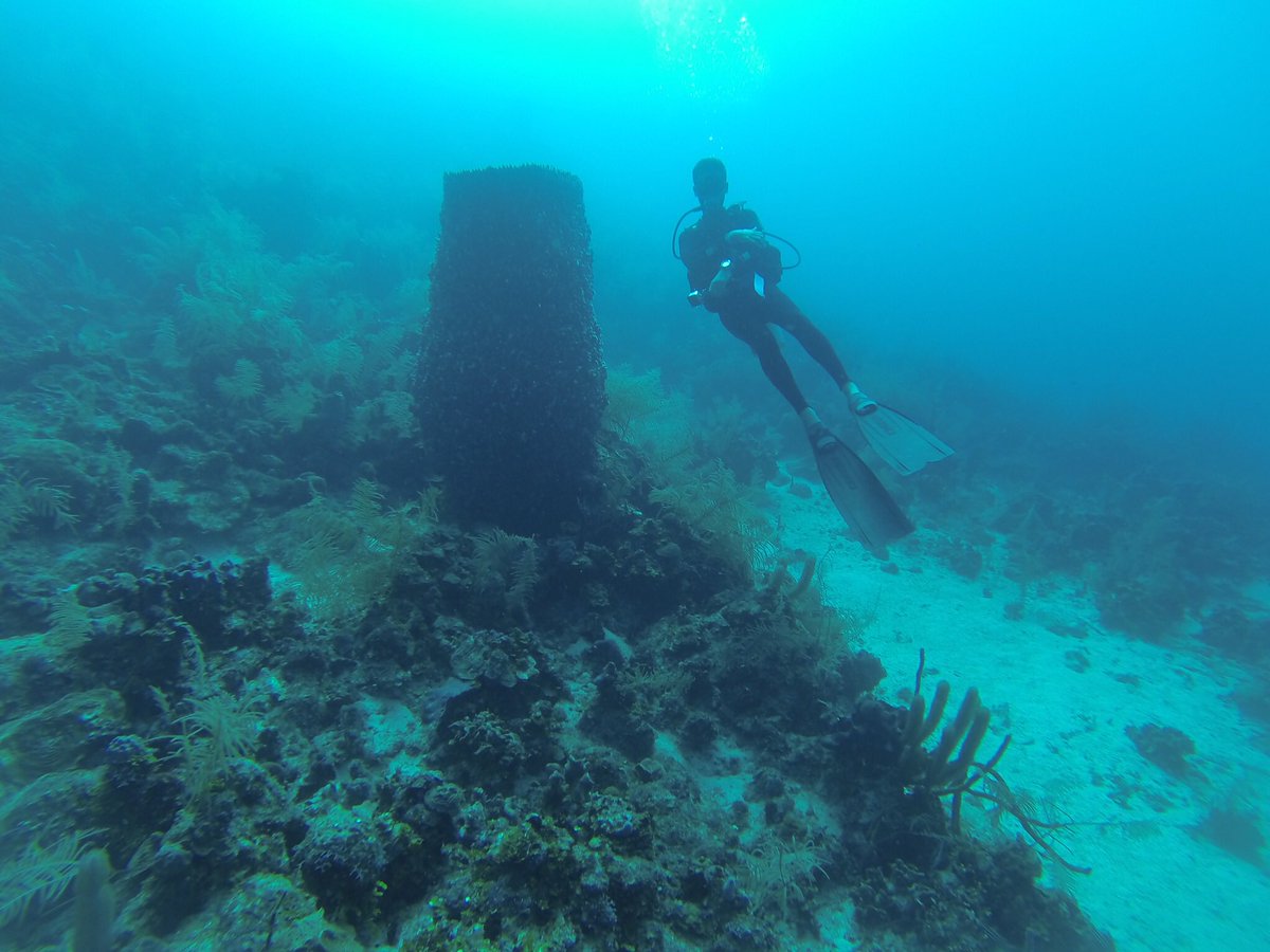 tgiroatan's tweet photo. Huge sponge! https://t.co/SIUbV7BZB9