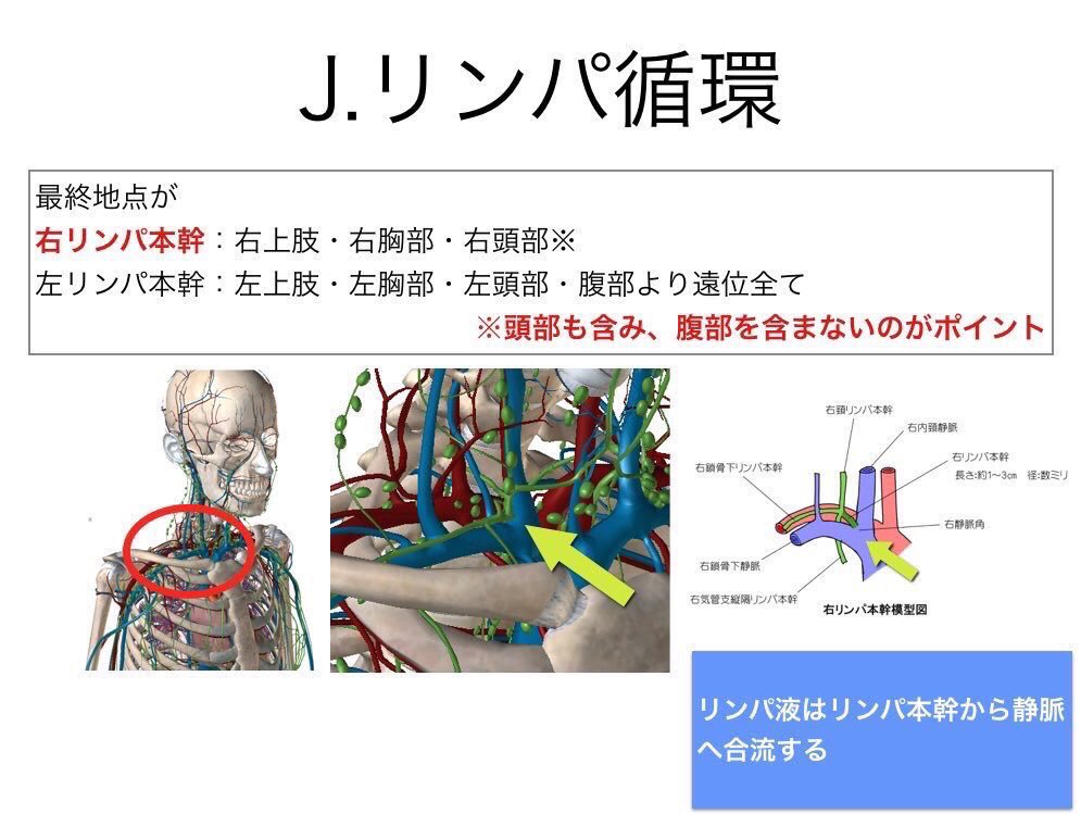 わにべ Ptot柔整鍼灸オンライン国試塾わにゼミ塾長 على تويتر リンパ液は最後に に合流する A 静脈 リンパ 機構は 各組織から集めたリンパ液を 左右のリンパ本幹に集合させる その後リンパ本幹は静脈に注ぐため リンパ液は静脈血に混ざり 血液の一員となる