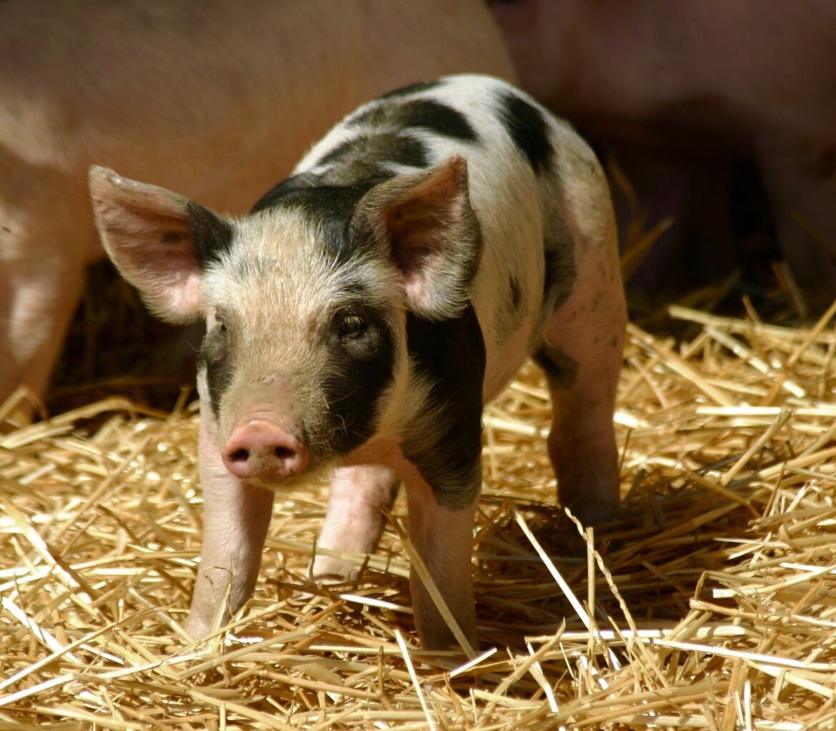 PRMeatCo's tweet photo. Our piglets are here to make your Wednesday better. You’re welcome. #happyhogs #sustainable #certifiedhumane #eatlocal #familyfarm #pastured https://t.co/2mZ418376W