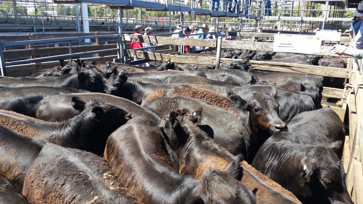 KB_and_Dug's tweet photo. Fantastic prices again @ Hamilton weaner sales #futureinfarming https://t.co/scKyxPG7kC