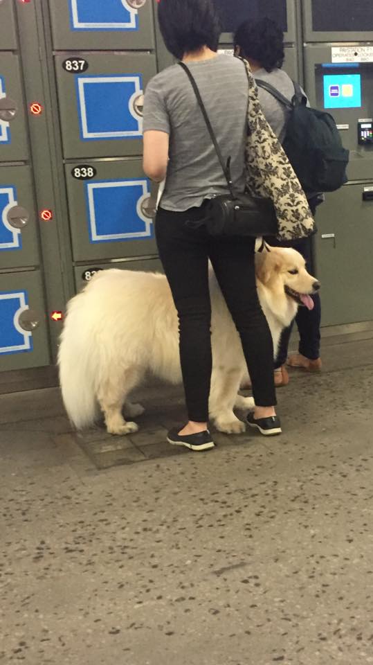 Dogspotting 🐶📸 tweet media