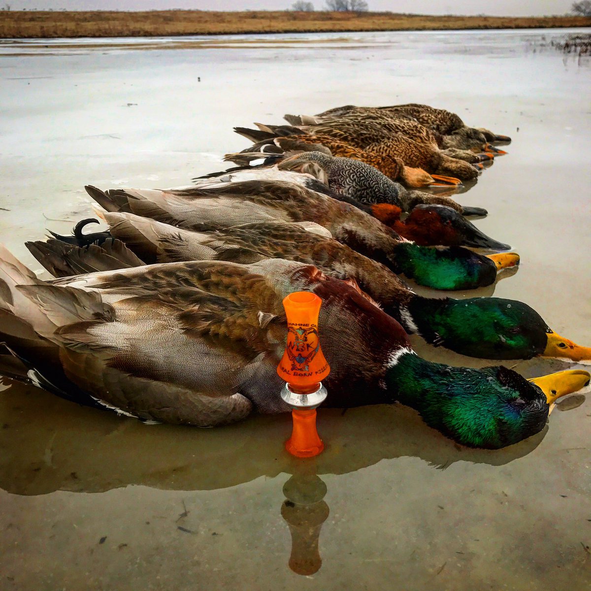 Cody wiseman tweet media