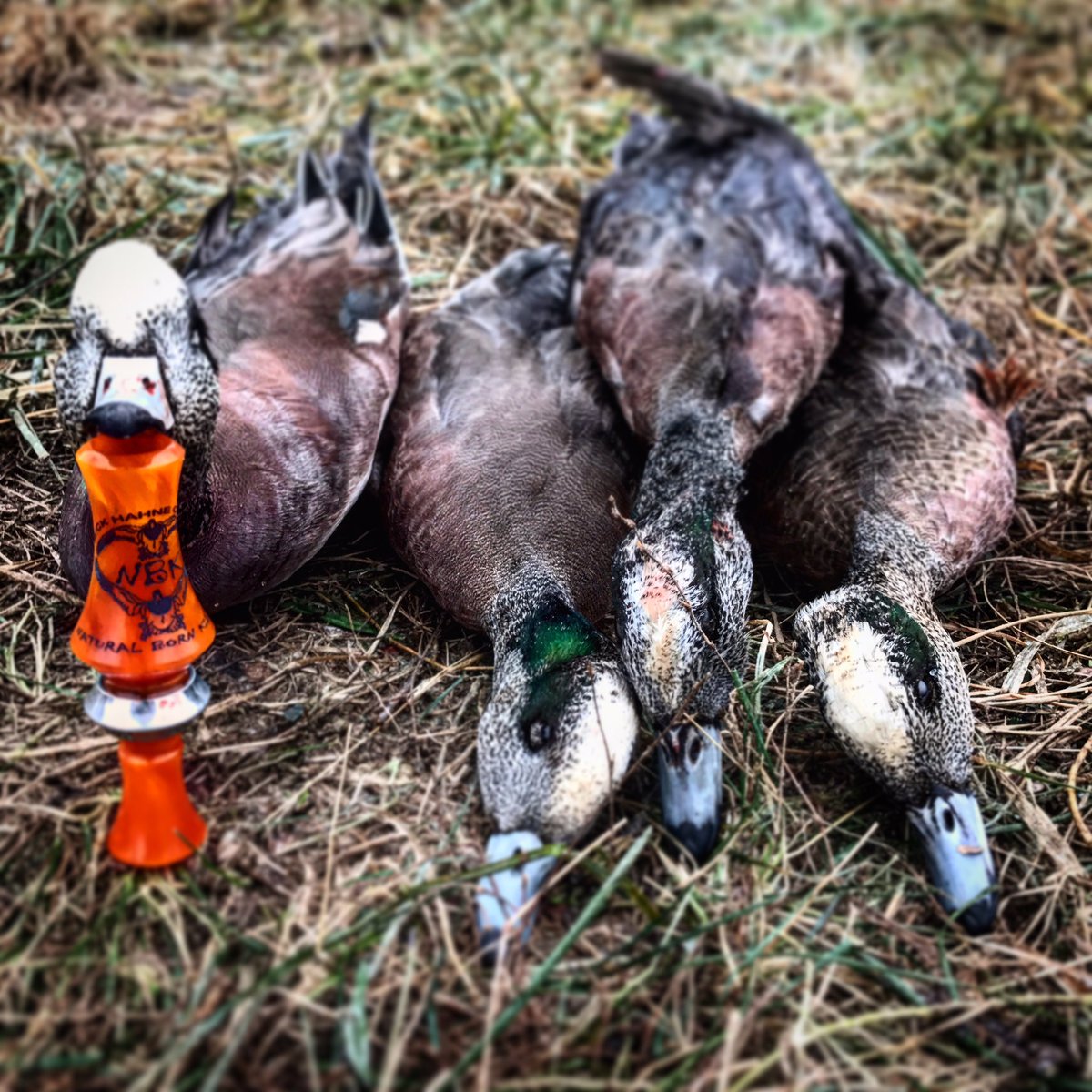 Cody wiseman tweet media