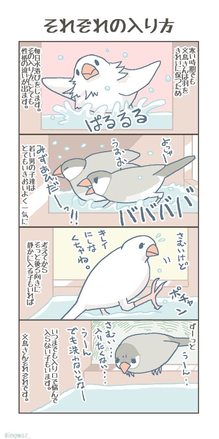 それぞれの性格の出る寒い時期の水浴び。お水で水浴びしているのが可哀想になりますが暖かいお湯で浴びさせると羽の油が取れて乾かなくなってしまうのでぬるま湯を少し冷ましたものをつけていたりします。
#buncho #javasparrow #文鳥
