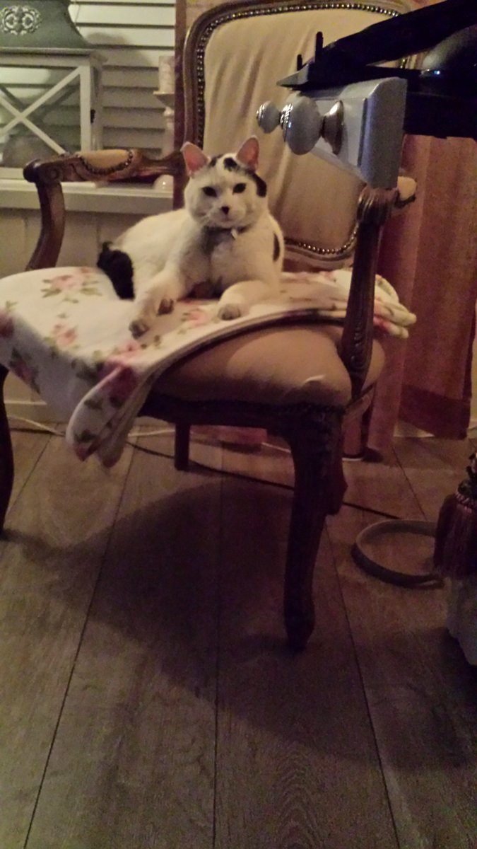 xo2710's tweet photo. @MulderElly leuk ik heb ook zo een kat https://t.co/G5D3bxt0l4