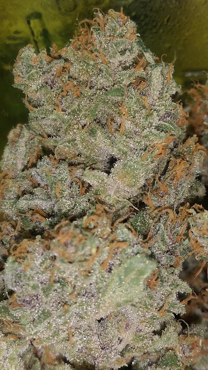 Deejay_Litmus's tweet photo. Sugar Punch
#annarbor #mmmp #milegalize #cannabis #marijuana #medicalmitten #Detroit #culturedsolutions #FluenceBioEng https://t.co/LAXD4qxJn6