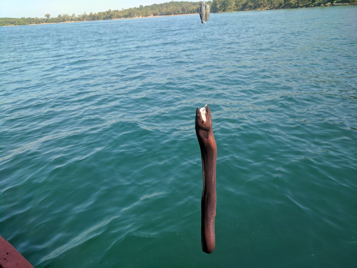 icallingh's tweet image. First catch....