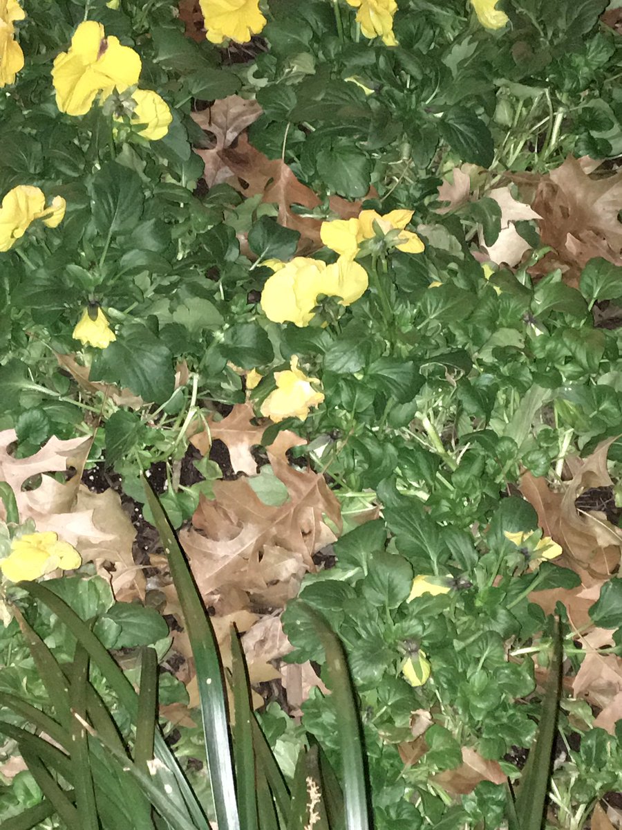 KHS <a href="/RSumme24/">Rachael Summe</a> -White House is fenced in and surrounded with stands and security. Flowers out on January!