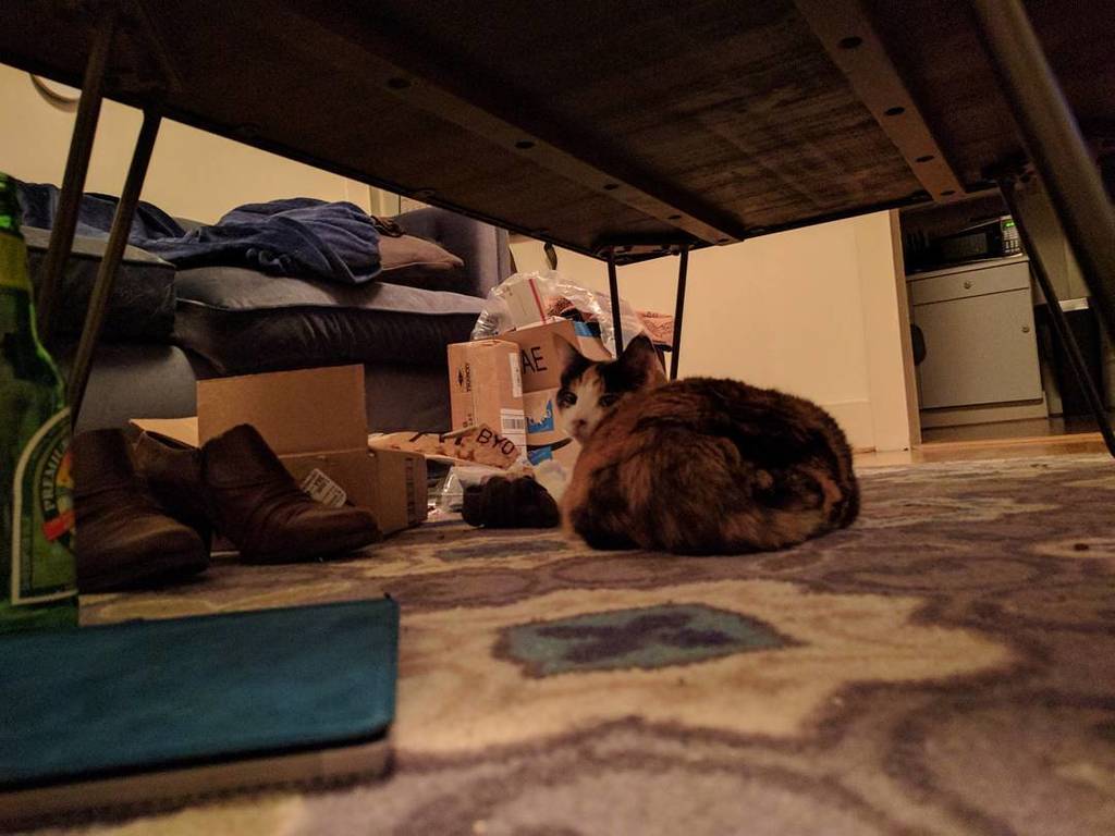 KGDcraftermath's tweet photo. Kitty, shoes, lots of boxes, and ginger beer.  The still life of kgd. https://t.co/Zq7r6BZuyQ https://t.co/UFKffYJXXi