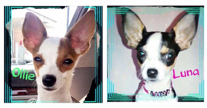 My littlest loves! https://t.co/UrJFC1Y0j2<a href="/tag/carlsrockstarsweepstakes"class="tags"><span>#carlsrockstarsweepstakes</span></a>