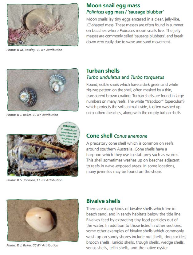 envirosanews's tweet photo. It is fascinating what washes up onto SA beaches. Check out our beachcomber guide to help identify what you may find https://t.co/s226ND5WQD https://t.co/UWbPuK0IwZ