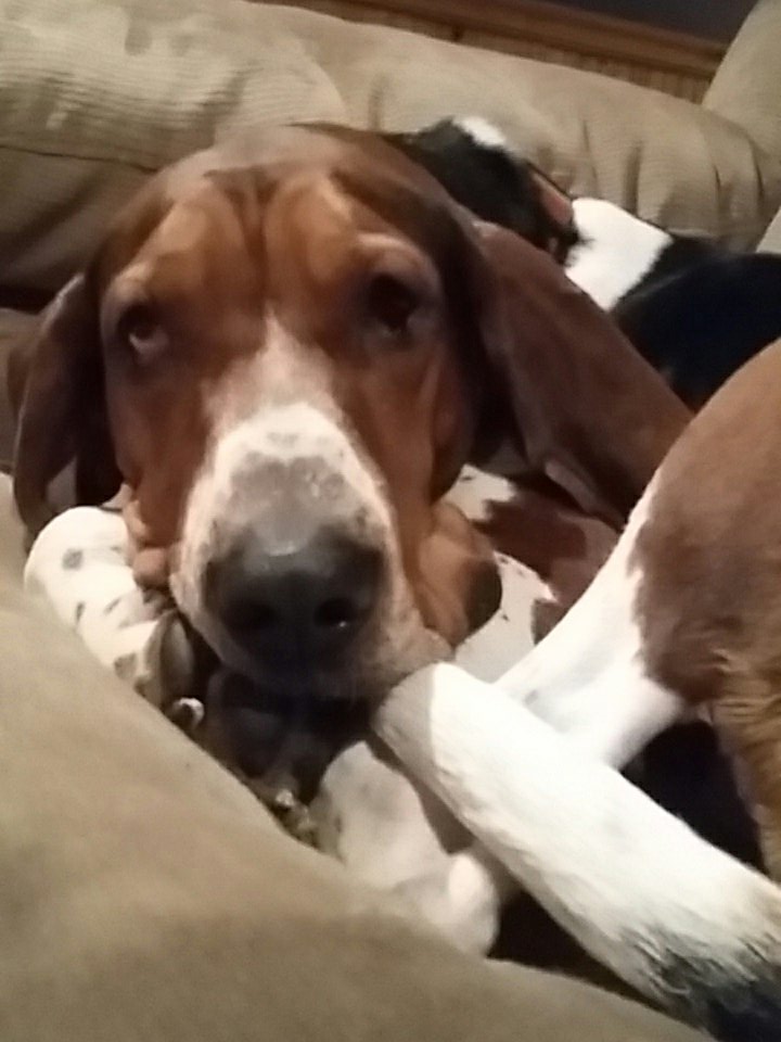 veegeedogs's tweet photo. #georgeisthebadone #dogsforsanders #sleepygirl https://t.co/KkEWwzTHLs