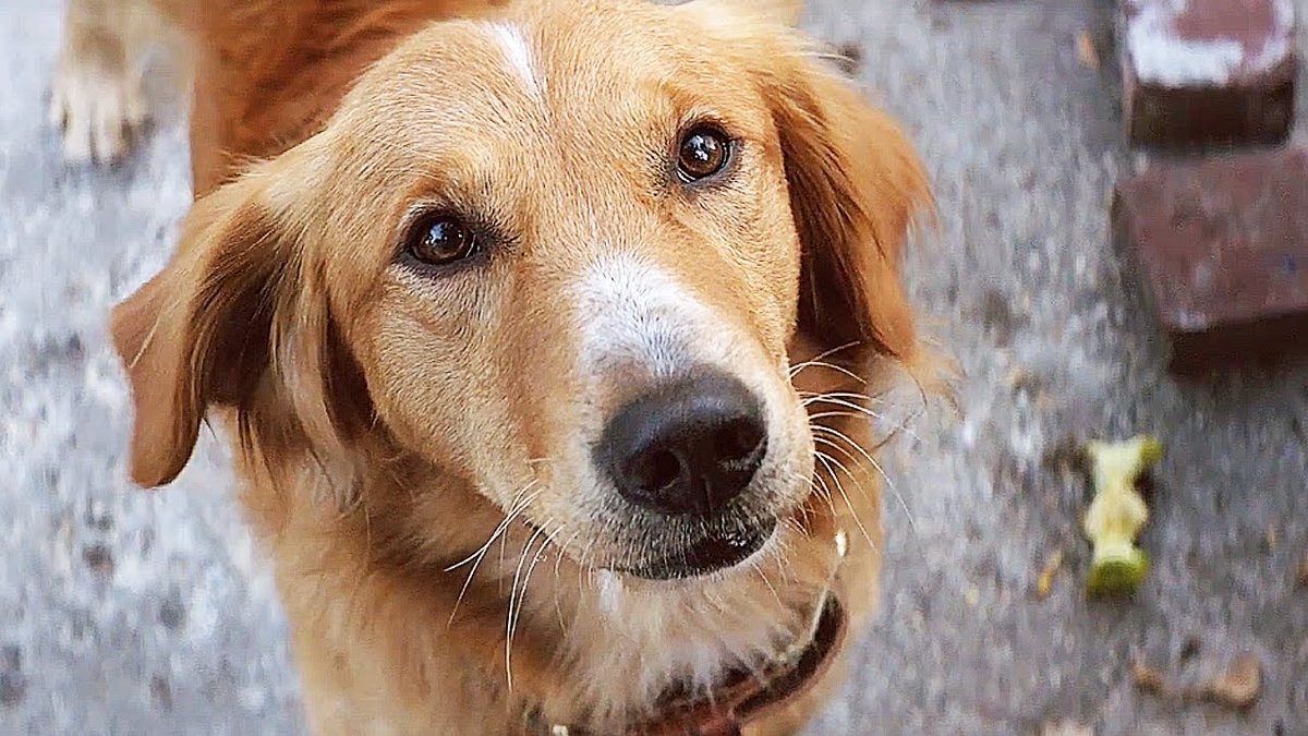 Variety's tweet photo. Director Lasse Hallstrom and Josh Gad respond to the disturbing video from the set of "A Dog's Purpose" https://t.co/gmp0H7ZpV5 https://t.co/MJ4gWqazhm