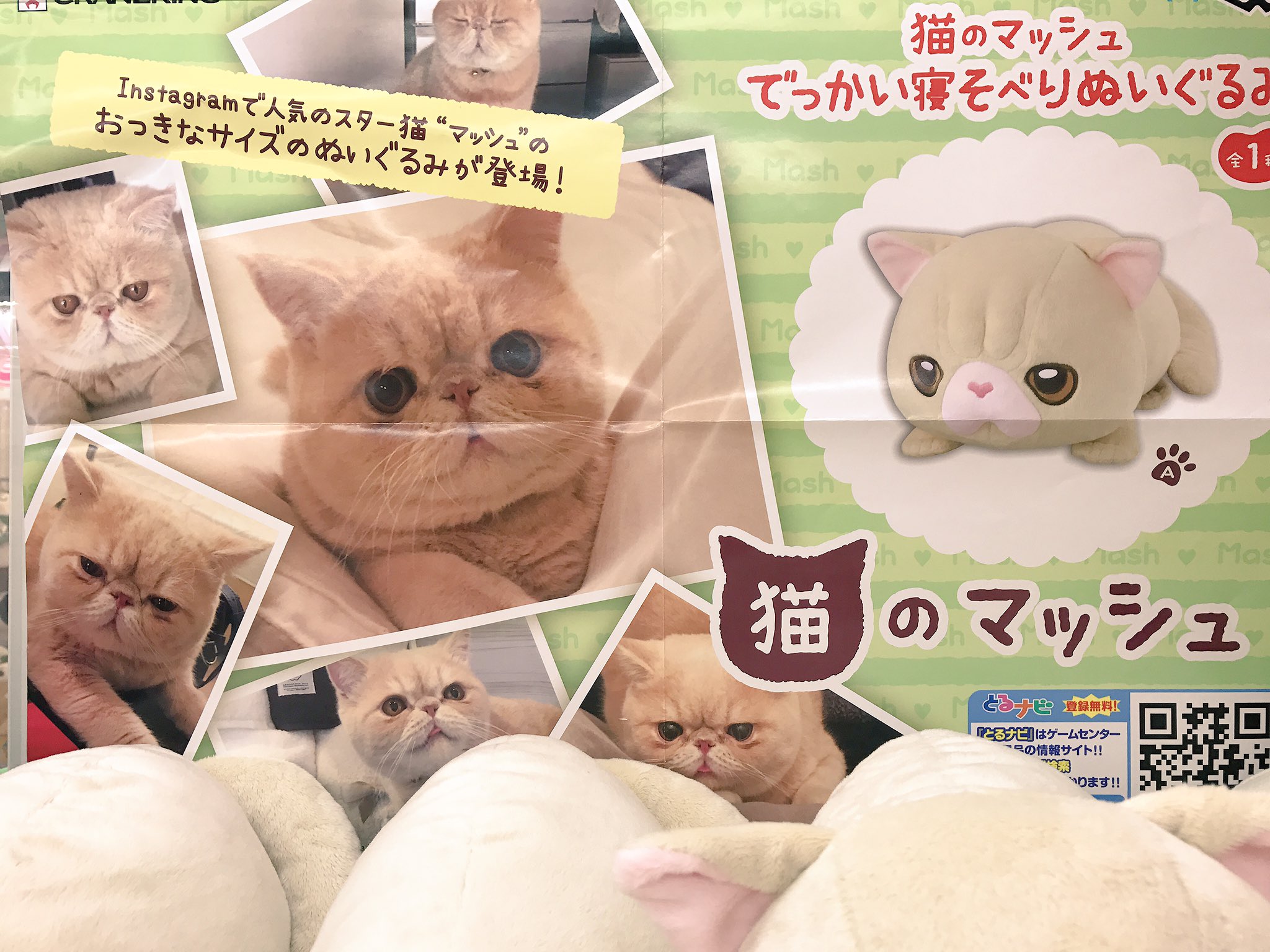 تويتر アドアーズ渋谷店 على تويتر Instagramで人気のスター猫 猫のマッシュでっかい寝そべりぬいぐるみが登場 お家に連れて帰りたい可愛さです W 猫のマッシュ T Co Gcanxd454p