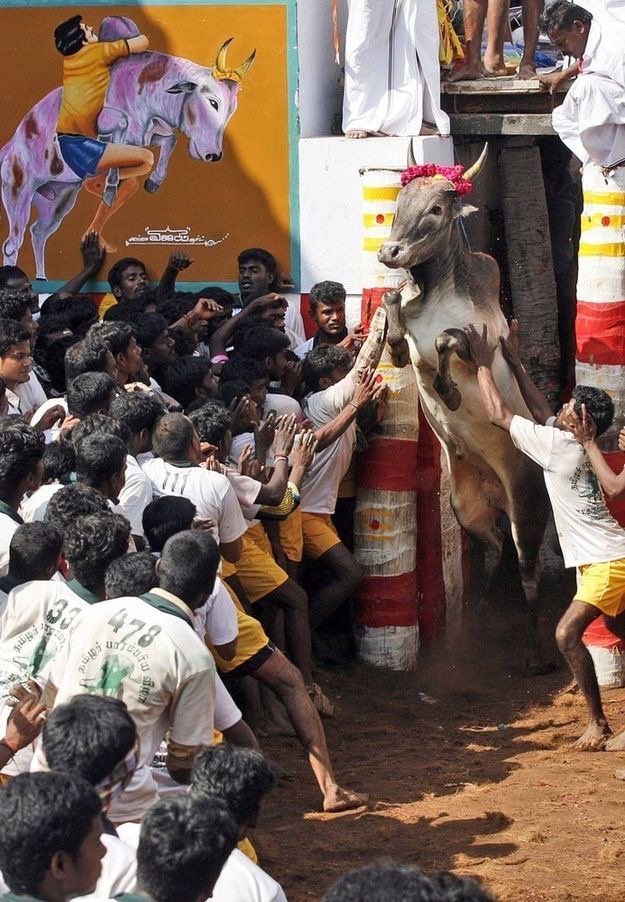 alvin_manova's tweet photo. @AIADMKOfficial
Never under estimate a #Tamil #JusticeforJallikattu #Jan18th8PMForTamilsUnity #JallikattuProtest #SaveOurCultureJALLIKATTU https://t.co/hZQuLdnkql